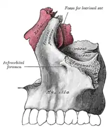 Oberkiefer mit Zähnen im Processus alveolaris maxillae