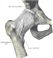 Hüftgelenkskapsel ventral (von vorne)