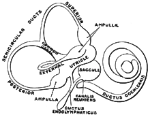 Schema des häutigen Labyrinths im menschlichen Innenohr