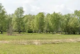 Baumbestände im Naturschutzgebiet Riedholz und Grettstädter Wiesen