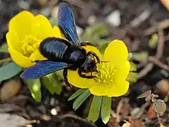 Mit bläulich schillernden Flügeln  auf der Blüte eines Winterlings im Februar in Berlin.