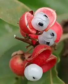 Guaraná, ein Seifenbaumgewächs, enthält Cyanolipide