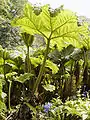 Gunnera, ca. 2 m hoch