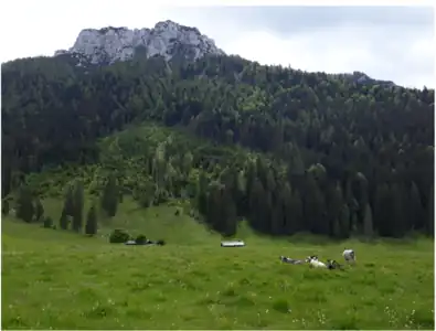 Gurnwandkopf von der Röthelmoosalm im Norden