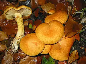 Beringter oder Prächtiger FlämmlingGymnopilus junonius