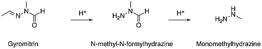 Metabolisierung von Gyromitrin