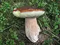 Gemeiner SteinpilzBoletus edulis