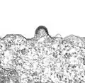 Aggregation von Hüllproteinen und Krümmung der Zellmembran bei HIV-1