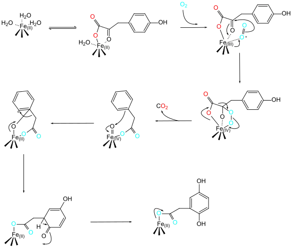 Der vorgeschlagene Reaktionsmechanismus
(in der mittleren Reihe fehlt die 4-Hydroxygruppe)