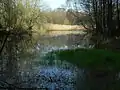 Der ehemalige Hahnenmoorsee verlandet langsam