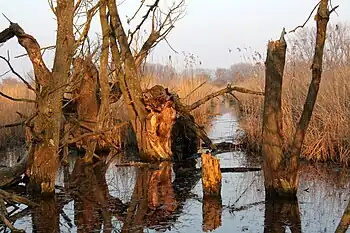 Das besonders wilde Naturschutzgebiet Hahnheimer Bruch an der Selz liegt zu Teilen auf dem Gebiet der VG Nieder-Olm