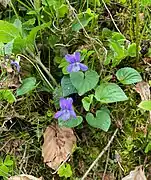 Hain-Veilchen (Viola riviniana)