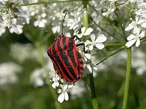 Streifenwanze (Graphosoma italicum)