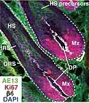 Haarfollikel. Mx: Matrixzellen, DP: Haarpapille, HS: Haarschaft, IRS: innere Schicht der Haarwurzel, ORS: äußere Schicht der Haarwurzel