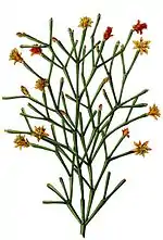 Hatiora salicornioides