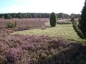 Heidefläche beim Haußelberg