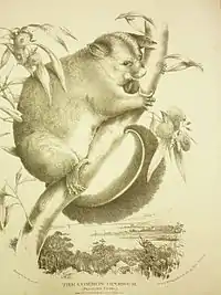 Fuchskusu aus Mammals of Australia