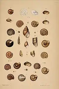 Tafel aus A Monograph of Australian Land Shells