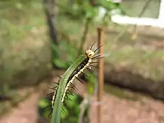 Raupe, ventral