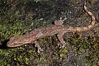 Hemiphyllodactylus titiwangsaensis