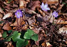 Tribus Anemoneae: Leberblümchen (Hepatica nobilis)