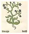 Borago. Herbarius moguntinus. Mainz 1484