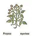 Herbarius Moguntinus 1484. Fragaria erperkrut