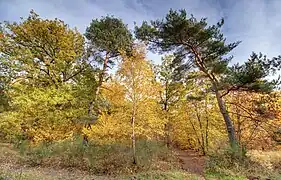 Herbstwald an der Hohen Schanze