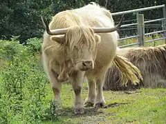 Hochlandrind (Wie das, mit dem Malcolm MacLeod kämpfte)