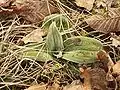 Gefrorene Blattrosette im Winter