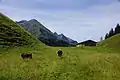 Jungrinder auf der Alpe, links dahinter ist der Linkerskopf