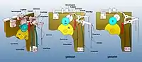 Hippsches Chronoskop (Start-Stopp-Mechanismus)