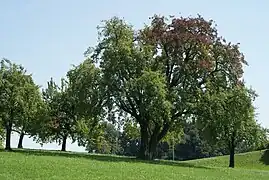 Hochstammbaum der Schweizer Wasserbirne