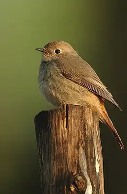 Weiblicher Feldrotschwanz (Phoenicurus hodgsoni)