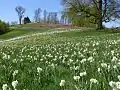 Kapellenhügel mit Wildnarzissenwiese