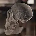 leichte Prognathie bei Homo erectus