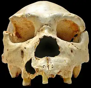 AT-1 (links), der offiziell erste hominine Fund aus der Sima de los Huesos; rechts: der Schädel Nr. 5