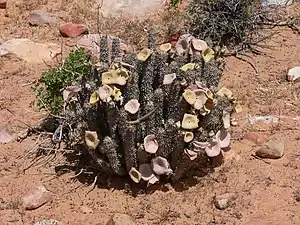 Hoodia gordonii am Standort in der Karoo