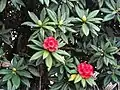 Baum-Rhododendron (Rhododendron arboreum)