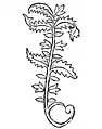 Hortus sanitatis  1491 agrimonia