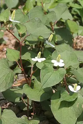 Houttuynia cordata