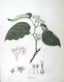 Illustration aus Flora Japonica 1870, 1 Teilvon Philipp Franz von Siebold und Joseph Gerhard Zuccarini