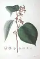 Illustration aus Flora Japonica 1870, 2 Teil