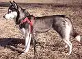 Husky (Siberian Husky)