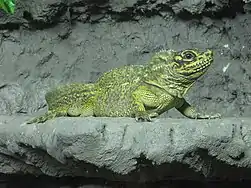 Männchen im Zoo Helsinki