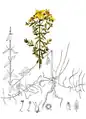 Illustration aus American Medicinal Plants