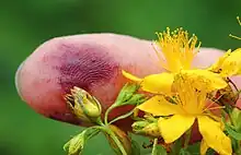 Beim Zerreiben der Knospen des Echten Johanniskrauts tritt Hypericin aus („Blut des heiligen Johannes“)