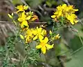 Echtes Johanniskraut (Hypericum perforatum)