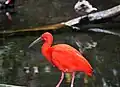 Roter Ibis