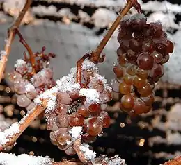 Gefrorenes Lesegut, das zu Eiswein verarbeitet wird.